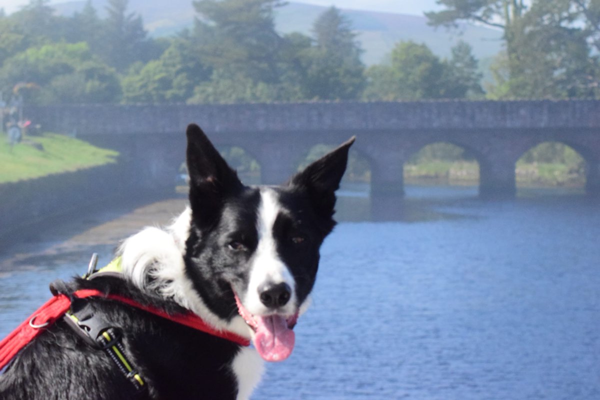 Amos&Merlymoo 🌈😭🖤🐾🤍 tweet media