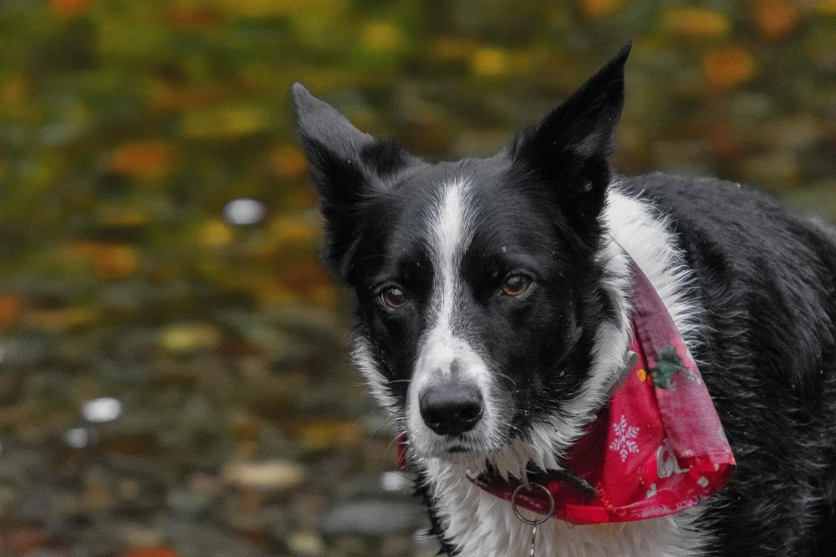 Amos&Merlymoo 🌈😭🖤🐾🤍 tweet media