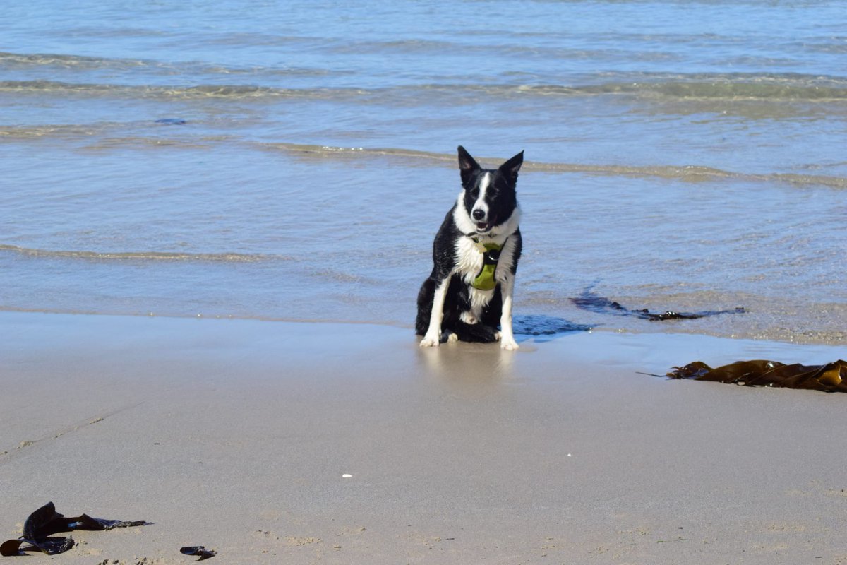 Amos&Merlymoo 🌈😭🖤🐾🤍 tweet media