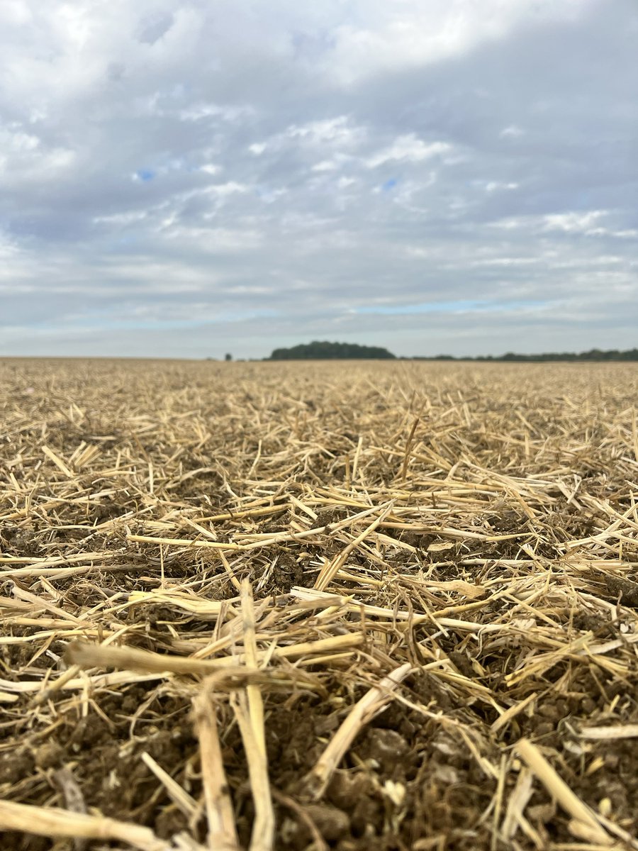 Planted #LGAurelia OSR and now rolling to keep the moisture in