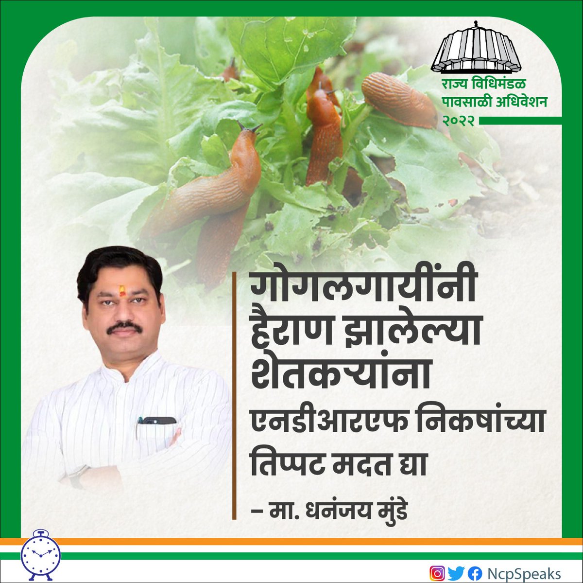 NCPspeaks's tweet photo. बीड, लातूर व उस्मानाबाद यांसह काही जिल्ह्यांमधील सोयाबीन पिकांचे गोगलगायींनी मोठ्या प्रमाणात नुकसान केले, तीन-चार वेळा पेरणी केलेल्या शेतकऱ्यांना पीकही हाती लागले नाही. कपाशीवर पडलेल्या बोंडअळीसाठी ज्याप्रमाणे विशेष मदत देण्यात आली, 
@dhananjay_munde https://t.co/k1fSFFo0DF