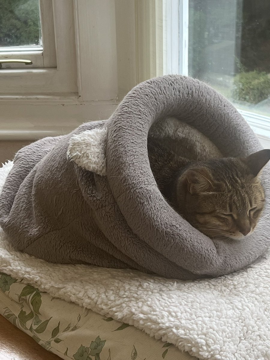 Pushca the Briery Cat tweet media