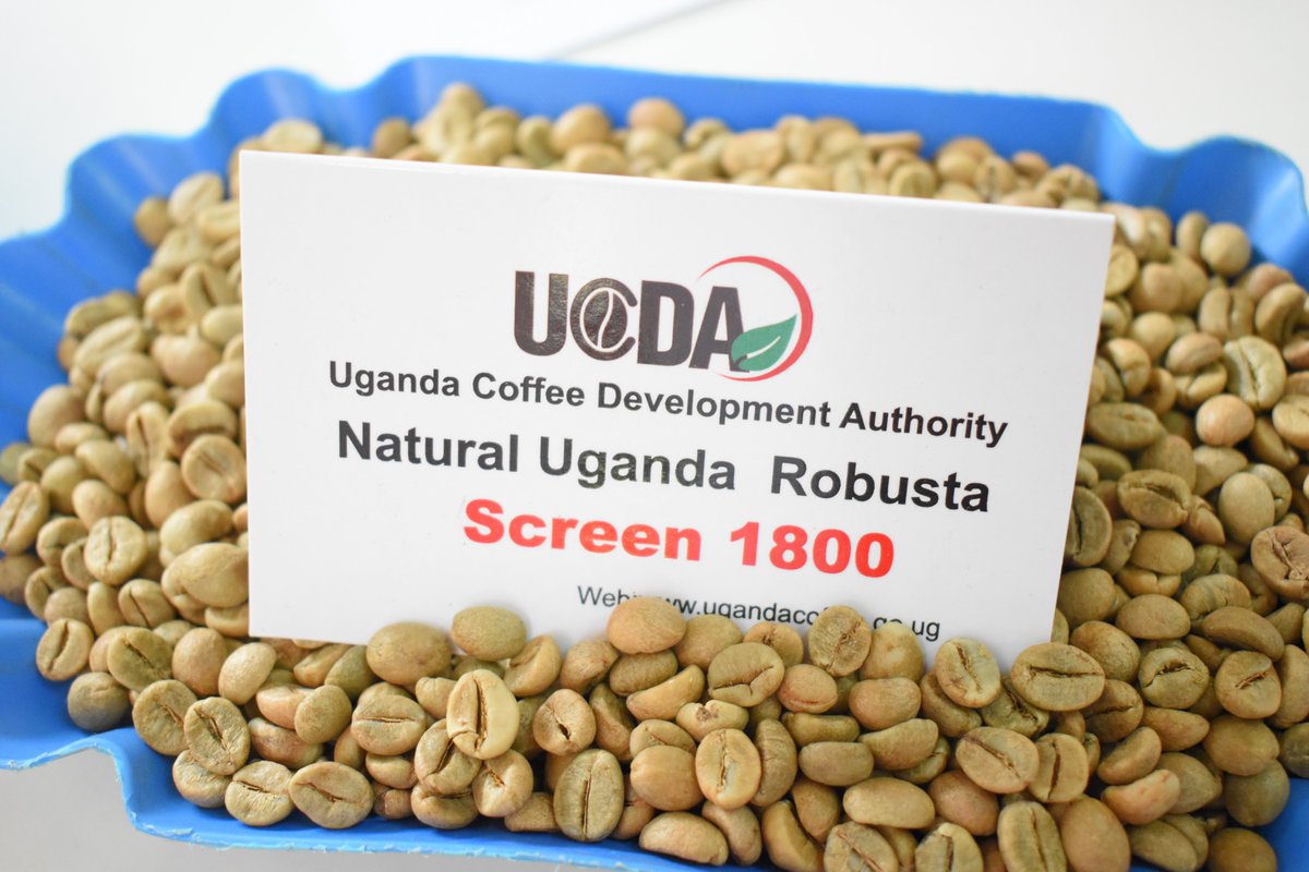 UgandaCoffee_'s tweet photo. The #UGCoffeeReport for July is out. 🇺🇬's coffee exports totaled 576,468 60-kilo bags valued at US$83.52m. Farm-gate prices for Robusta Kiboko averaged UGX 2,250 per kilo; FAQ UGX 6,250, Arabica parchment UGX 10,500 &amp; Drugar UGX 9,500.  

Read full report: https://t.co/W0q3n70zlK https://t.co/MUVwD38vAh