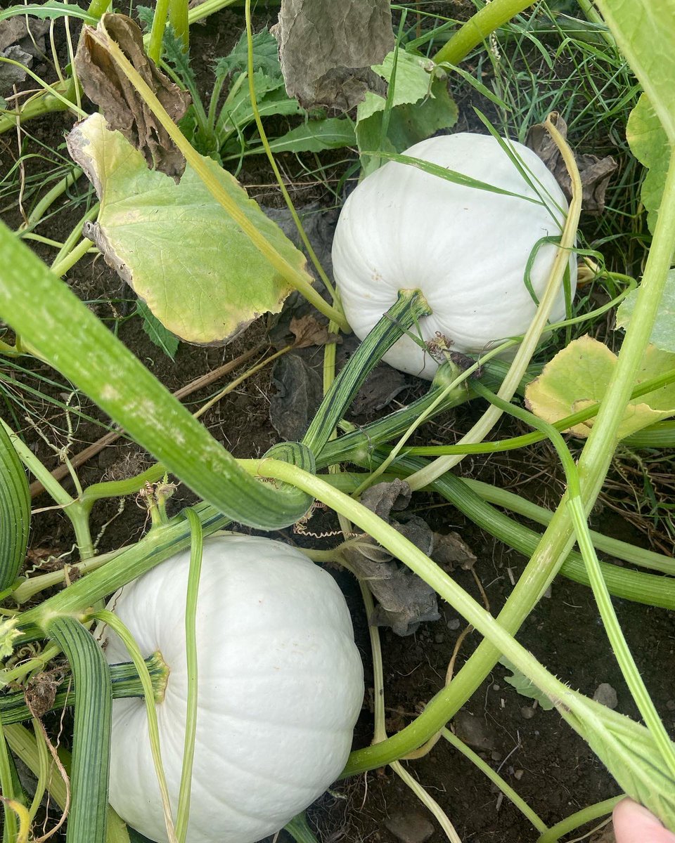 angwills123's tweet photo. Pumpkin update from The Bridgend Pumpkin Patch! 47 days to open day! #thebridgendpumkinpatch #bridgendpyopumpkins https://t.co/LaCJ4u83fc