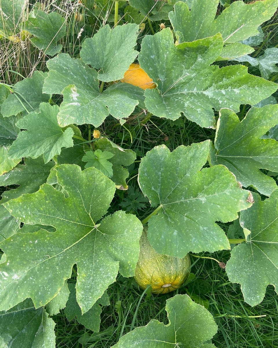 angwills123's tweet photo. Pumpkin update from The Bridgend Pumpkin Patch! 47 days to open day! #thebridgendpumkinpatch #bridgendpyopumpkins https://t.co/LaCJ4u83fc