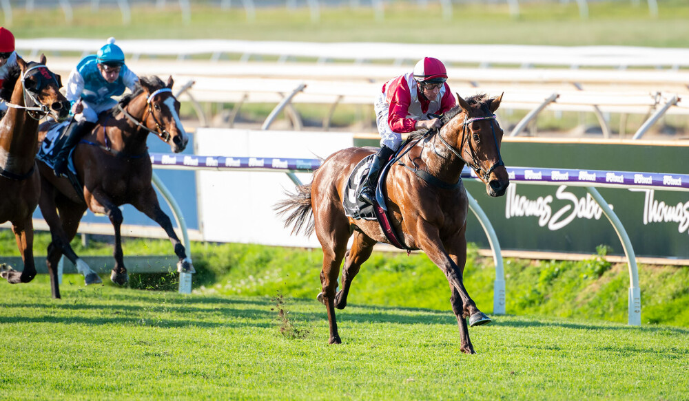 RacingWATV's tweet image. Star WA galloper Western Empire on target for Melbourne debut. bit.ly/3KaZJWB @santassnippets @TAB_touch @TABradio @WesternRacepix #caulfield #memsie