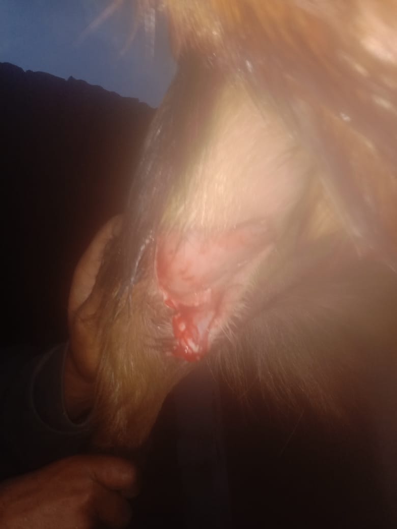 fiurudraprayag's tweet image. ग्राम कोंथा में परियोजना लाभार्थी श्री सुनील लाल के बकरे की जंगल में गिरने से पैर में चोट आयी, जिसका #paravet के द्वारा उपचार किया गया! #TreatmentOfBuck #VeterinaryService #ukcdp_usgcf @Dept_of_AHD @pashudhanUK @Saurabh1378 @basava_ias @mdusgcf @Uttarakhandcoo1 @aviddn