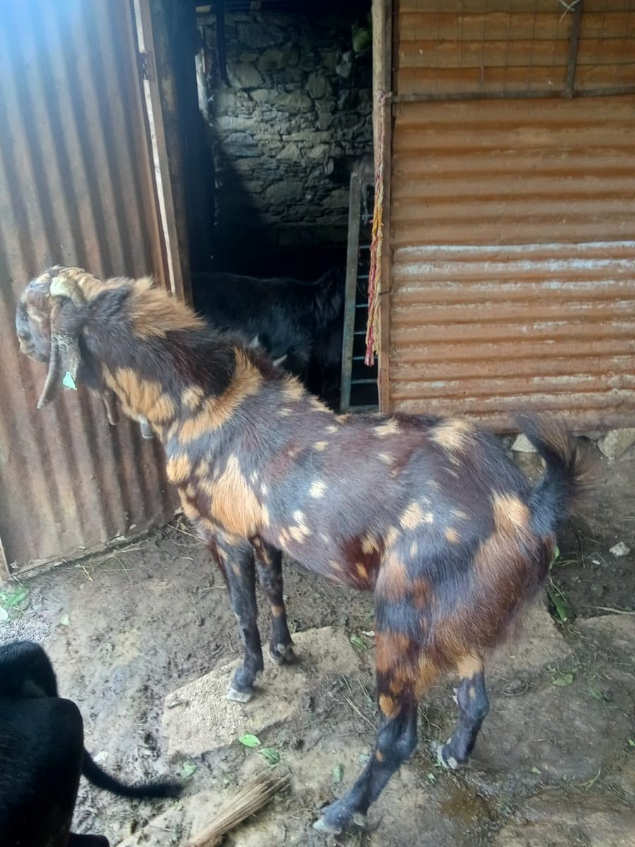 fiurudraprayag's tweet image. ग्राम कोंथा में परियोजना लाभार्थी श्री सुनील लाल के बकरे की जंगल में गिरने से पैर में चोट आयी, जिसका #paravet के द्वारा उपचार किया गया! #TreatmentOfBuck #VeterinaryService #ukcdp_usgcf @Dept_of_AHD @pashudhanUK @Saurabh1378 @basava_ias @mdusgcf @Uttarakhandcoo1 @aviddn