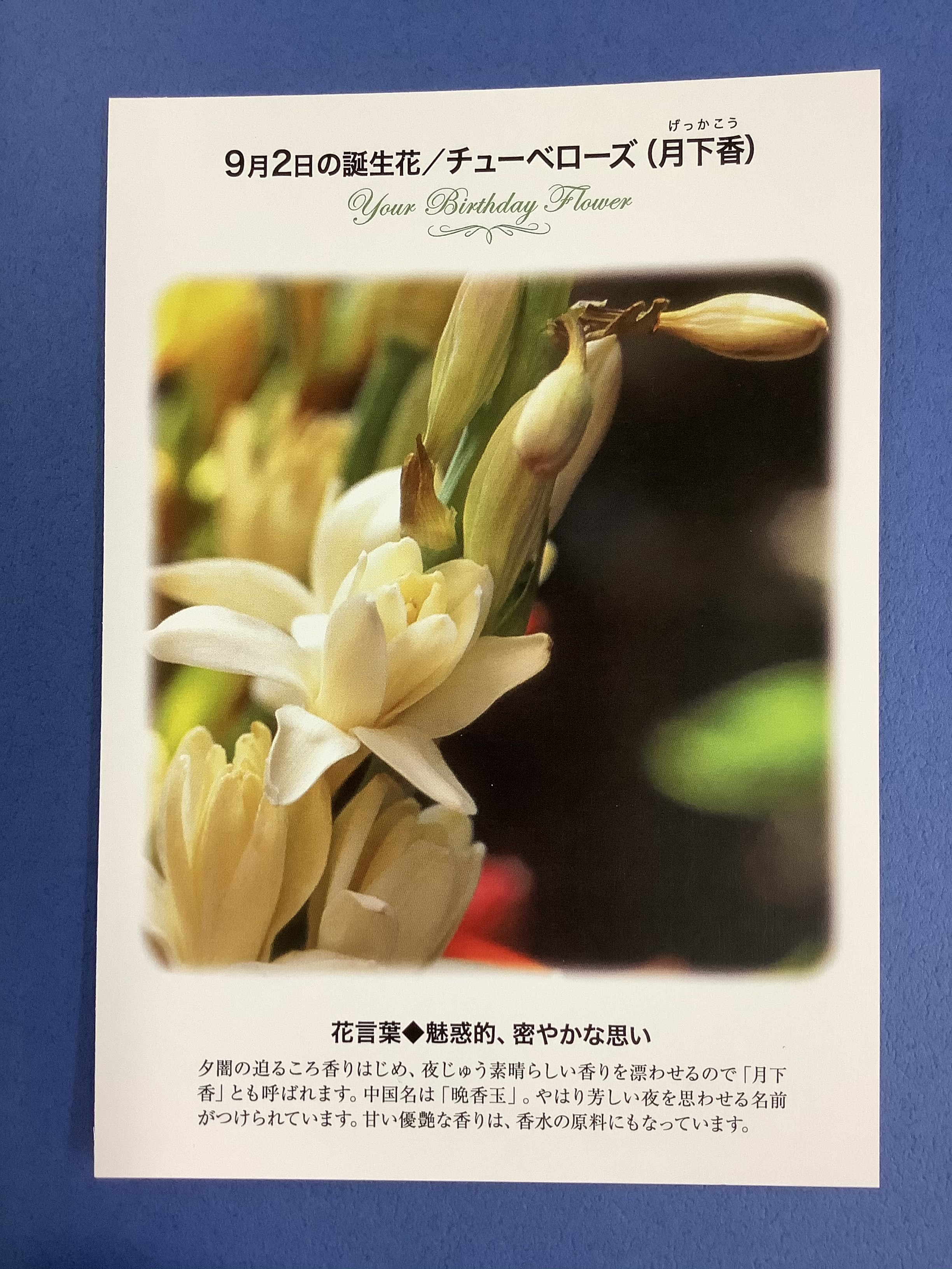 おかゆ ᵏᵐᵏ 今日9 2誕生日の人いいなぁ W ｳﾗﾔﾏｼｨ Twitter