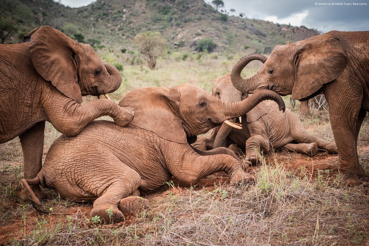 Studies show how vital it is for orphan elephants to have support from others their own age. Benefits are not only emotional, but physical too: bbc.co.uk/news/science-e…
The orphans in our care do not lack for age-mates, helping them return to the wild healthy and well-adjusted.