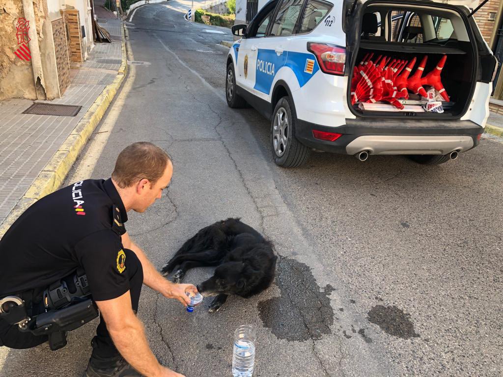 Incendio Bejís.
La imagen viral del policía y el guardia civil en el incendio que revoluciona las redes. 
Los agentes dan de beber a animales afectados por el fuego. 
lasprovincias.es/comunitat/vide…