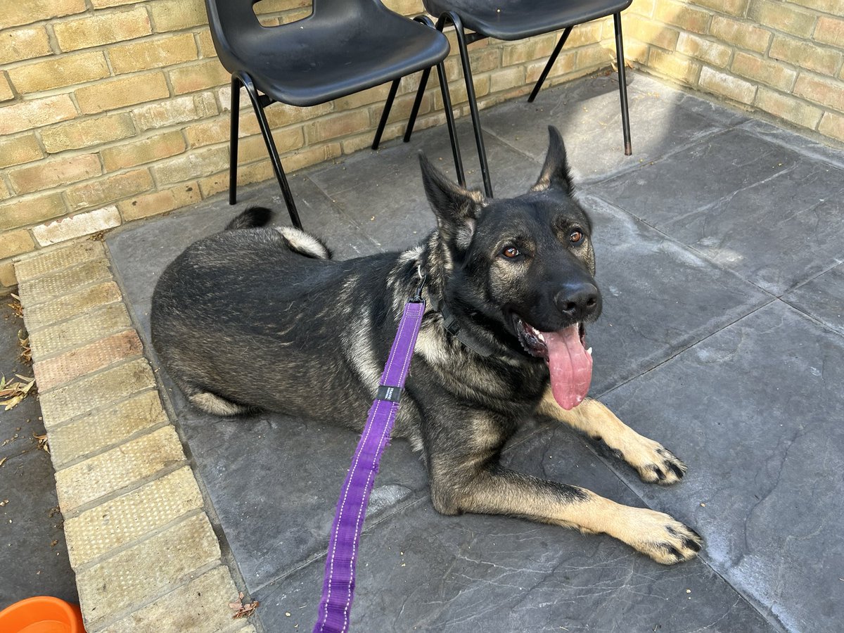 MattHartley100's tweet photo. IS THIS YOUR DOG? German Shepherd found lost at 7am outside #Greenwich Park (on Vanbrugh Park) Microchip not working, no tag, so waiting with him at vets for the dog warden service to collect later today. *Let me know if you know who he belongs to* + please RT https://t.co/R9pOEvfyrw