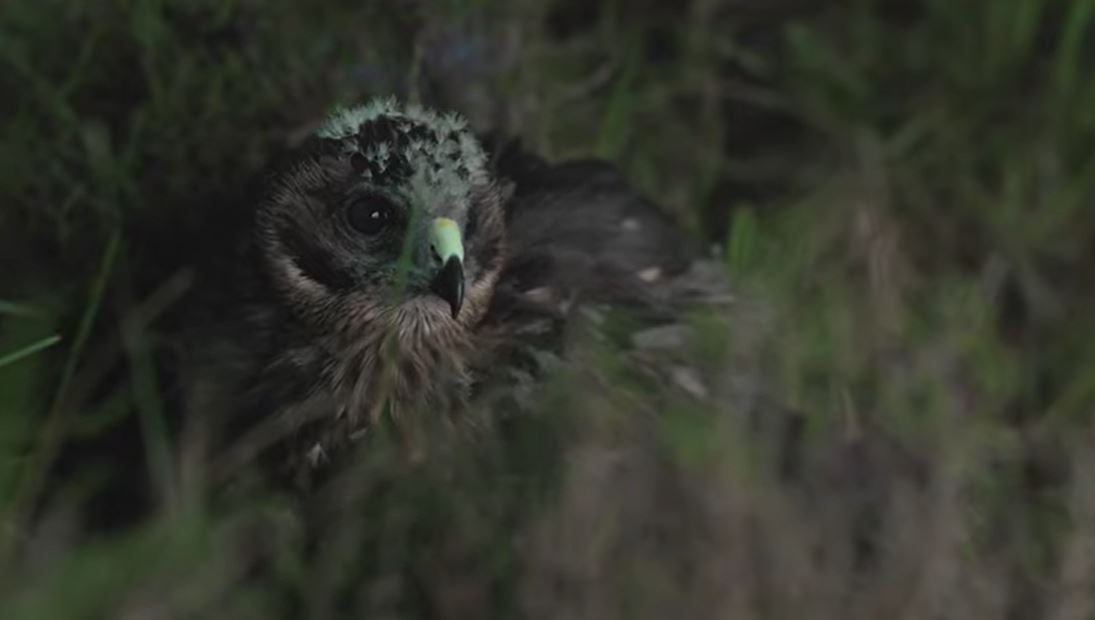 🦅 Return of the Hen Harrier! 

A pioneering trial set up to help rebuild the population of the endangered Hen Harrier in England has reared and released 13 chicks this year <a href="/MoorlandAssoc/">Moorland Association</a> 👏

Read all about this incredible milestone: gwct.org.uk/blogs/news/202…