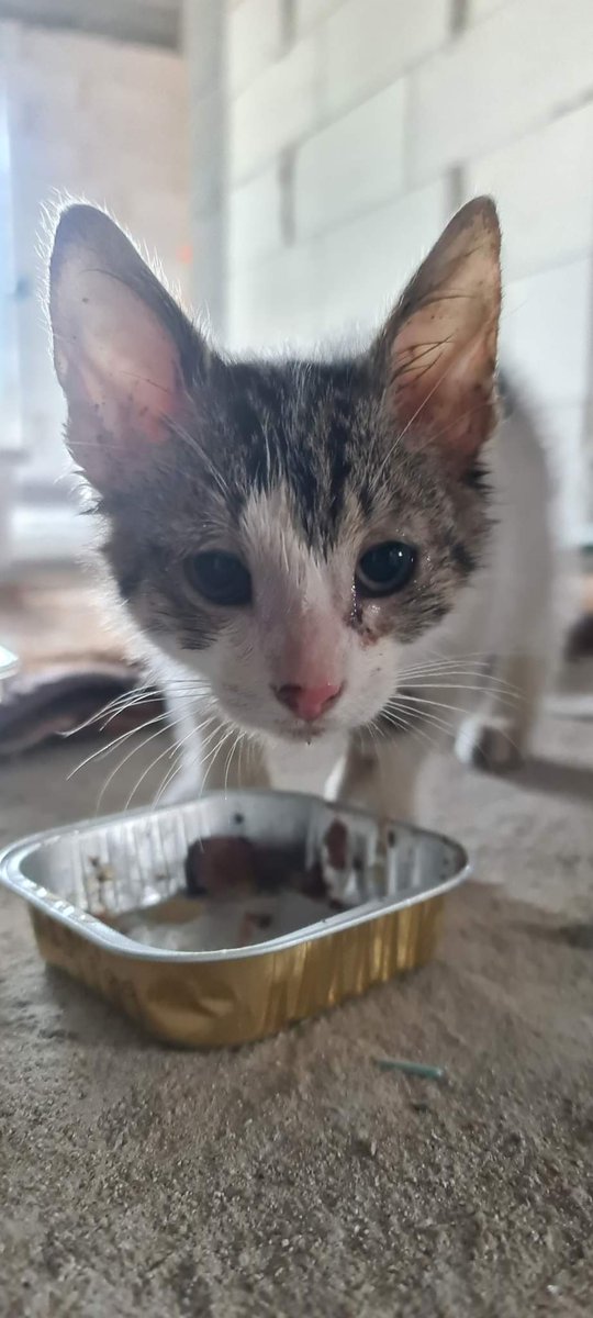 znieczuliica's tweet photo. ✨️RT DLA ZASIĘGU✨️
Moja przyjaciółka niedawno znalazla wyrzuconego w pole kotka, uratowała mu życie ponieważ kiciuś był ciężko chory - obecnie jest pod stałą kontrolą weterynarza, a gotowy do odbioru będzie dopiero po ukończeniu leczenia - niestety maluch nie może z nią https://t.co/AGqwrBjvHz