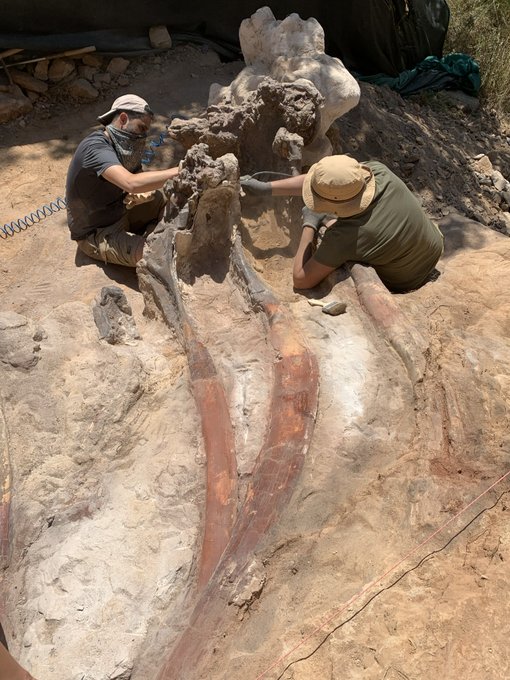 Descubren en Portugal el esqueleto del mayor dinosaurio de Europa
