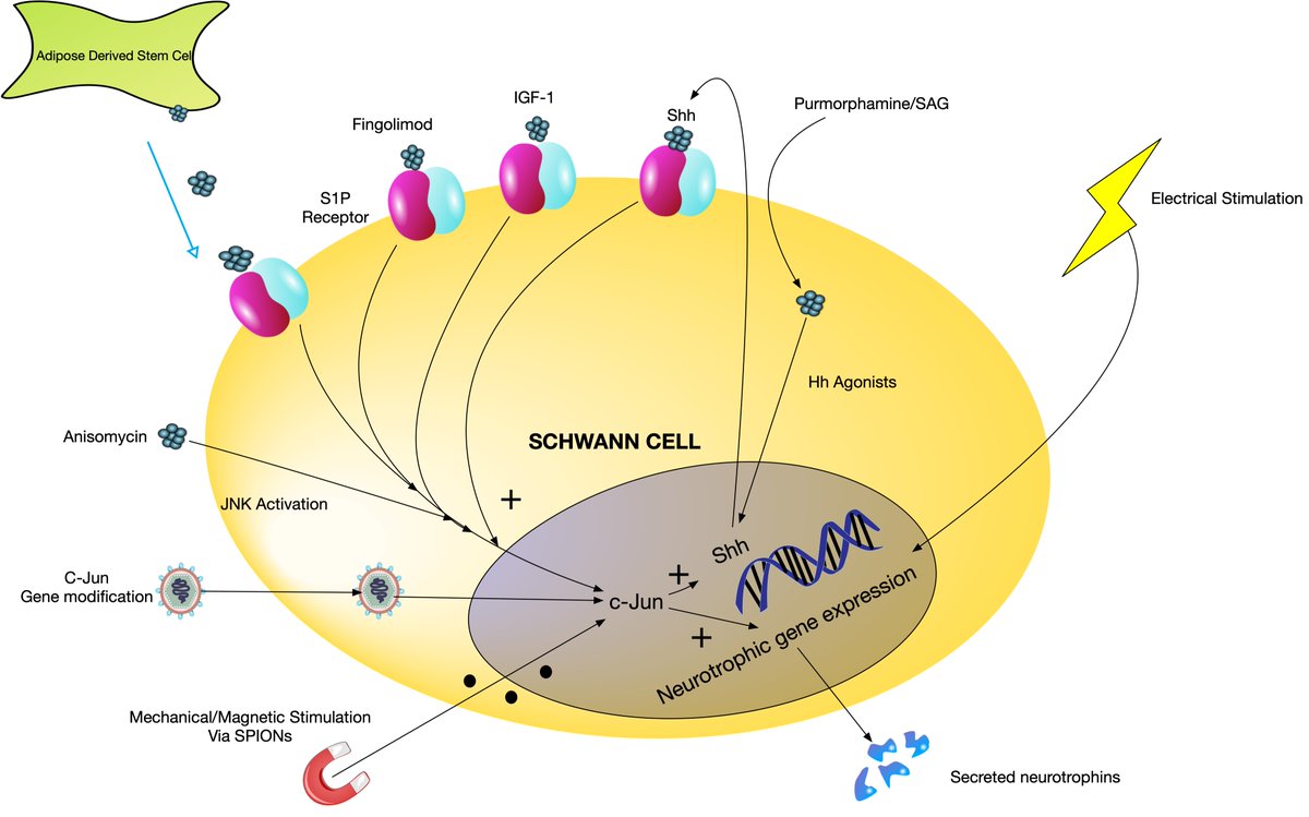 Liam A. McMorrow (@liammcmorrow) on Twitter photo Through a better understanding of Schwann Cells in Chronic denervation, we can better design treatments for peripheral nerve injury. Read our (<a href="/UoM_BMLabs/">UoM Blond McIndoe</a>) latest review on the topic here.⬇️⬇️
mdpi.com/2218-273X/12/8…
#pni #nerveinjury #handsurgery #orthotwitter #plasticsurgery Through a better understanding of Schwann Cells in Chronic denervation, we can better design treatments for peripheral nerve injury. Read our (<a href="/UoM_BMLabs/">UoM Blond McIndoe</a>) latest review on the topic here.⬇️⬇️
mdpi.com/2218-273X/12/8…
#pni #nerveinjury #handsurgery #orthotwitter #plasticsurgery