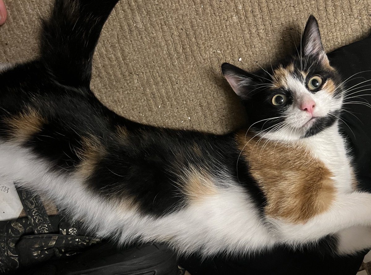 Sparty_Kitty_'s tweet photo. Stretchy Boy 😻💕 #CatsOfTwitter #KittensOfTwitter https://t.co/uBgSmfqNPJ