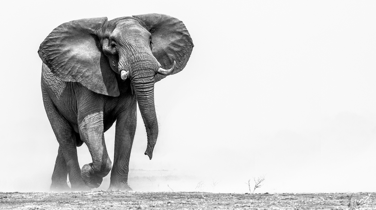 Elephants are big cats. Слон бежит. Слоны бегут. Фото слонов. Шагающий слон.