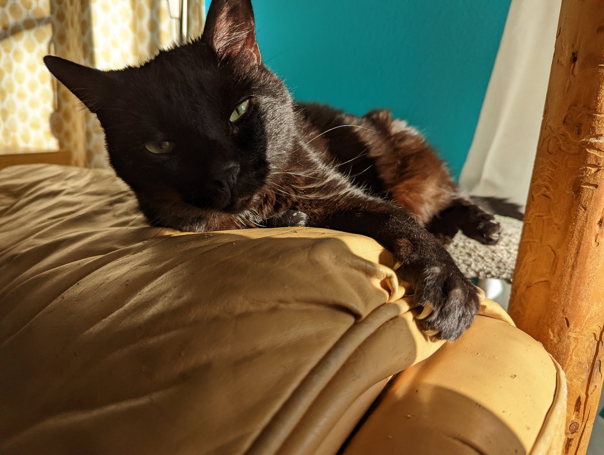 My cat died a few hours ago and I feel like I'm dying. Please, someone tell me it gets better. I'm so broken. (1/3)

My last picture of him: