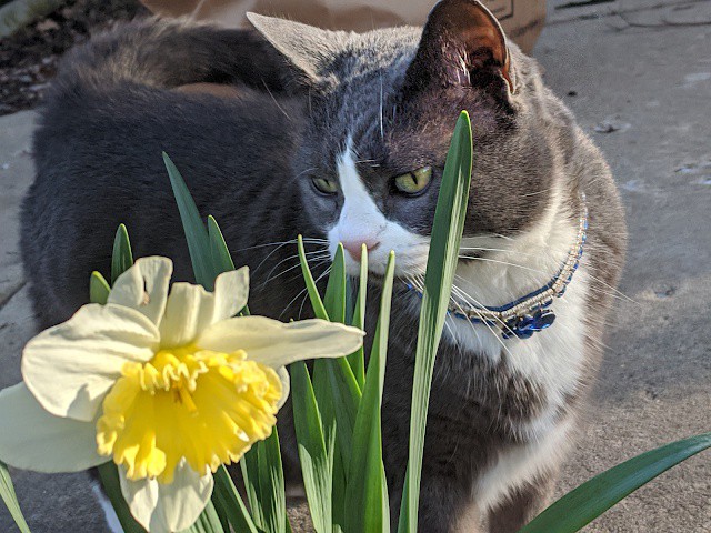 TonksTail's tweet photo. Never try to upstage the Feline Fashionista.

Read more  https://t.co/KnoiaRD8nN

#cats https://t.co/wFbgEfgNc1