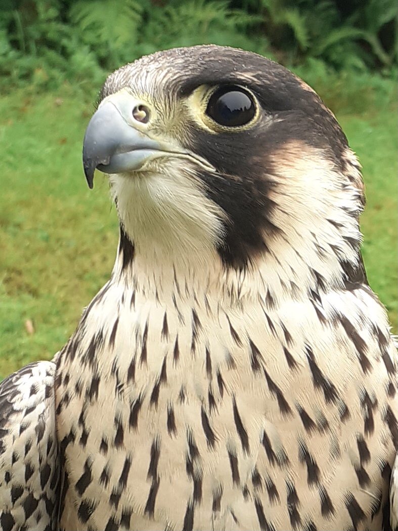 Kintailbop's tweet photo. Haggis this years male (tiercel) Peregrine Falcon, out on display and enjoying guests feeding him @Kintailbop . #peregrinefalcon #lochawe #lochawefalconry #lochawefalconryexperience #falconrylochawe #falconryexperiences #wildaboutargyll #thingstodooban #thingstodoargyll https://t.co/uvzKWTyA7W
