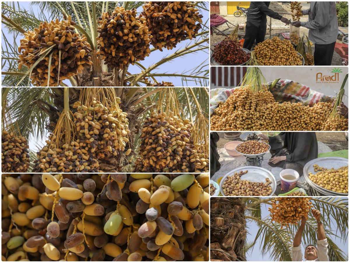 AradDates's tweet photo. 🔆🌴
#dates #khuzestan https://t.co/K2XI2CGk0M