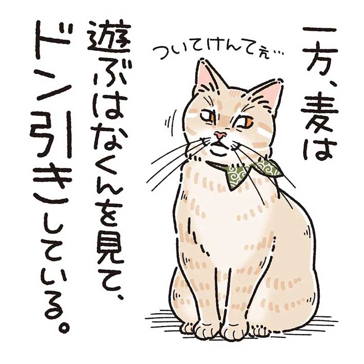 クールでおとなしい猫が豹変! 兄弟猫の『性格の違い』が、可愛くて癒される https://t.co/LIrPw965LA @grapeejpより 