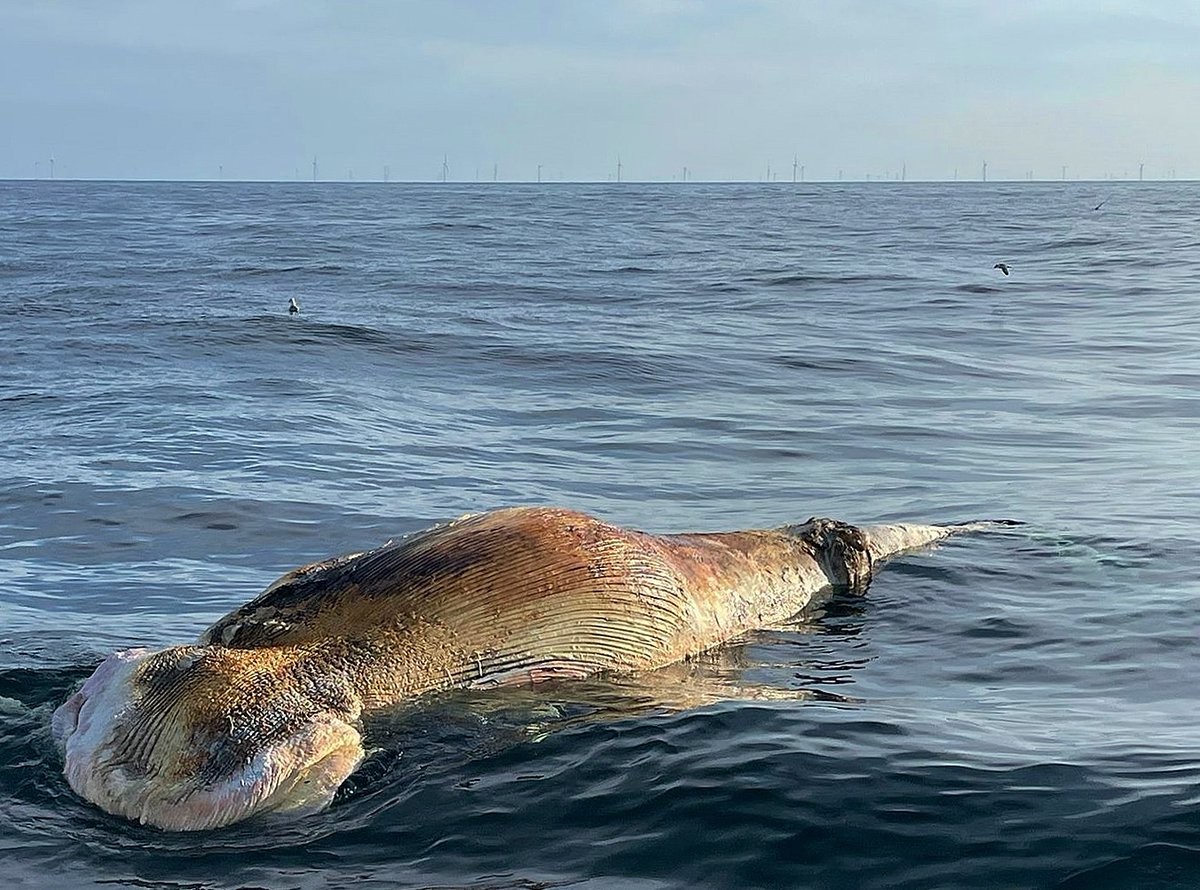 EMKvissers's tweet photo. DODE VINVIS DRIJFT RICHTING KUST | Gisteren ontvangen van visser Meijert Smid (N-350) die deze foto maakte bij het Britse Hornsea off-shore windfarm (op de achtergrond). Wij kennen de doodsoorzaak niet. Dat zal inspectie moeten uitwijzen als het karkas aanspoelt. https://t.co/c56MZlxvWf