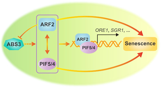 embojournal's tweet photo. Plant developmental transcription factors ARF2-PIF5 interact to mediate #transcriptional reprogramming associated with the #ABS3-mediated #senescence pathway in #Arabidopsis
https://t.co/L5ZqNRKGhu https://t.co/hNjdRiyUm1