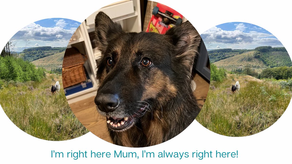 Raspberrybazaa1's tweet photo. Always on duty 🥰
#doggo #dogslife #doglovers #doglove #guardian #GSD #GSDlove #FamilyBusiness #Workingfromhomewithdogs #workfromhomewithpets https://t.co/igIqPq5MPM