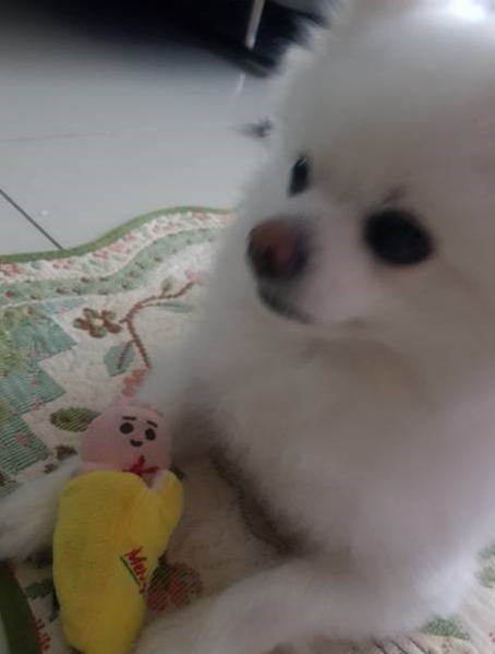91052222_'s tweet photo. 내 친구네 강아지 빵식이가 쪼며니 기영이머리 만들어줬어 https://t.co/lyxlrdbVeA