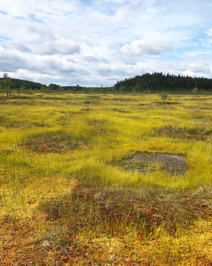 UEF // Peatland and Soil Ecology Research Group (@peat_and_trees) on Twitter photo Fieldsite introduction part 2: #Siikaneva is another peatland near <a href="/HyytialaHY/">Hyytiälä Forest Station</a>, where we study e.g. the #vegetation and greenhouse gas fluxes on a pristine #bog and #fen. Siikaneva is also part of <a href="/ICOS_Finland/">ICOS Finland</a>. Want to know more? See our webpage: uefconnect.uef.fi/en/group/peatt… Fieldsite introduction part 2: #Siikaneva is another peatland near <a href="/HyytialaHY/">Hyytiälä Forest Station</a>, where we study e.g. the #vegetation and greenhouse gas fluxes on a pristine #bog and #fen. Siikaneva is also part of <a href="/ICOS_Finland/">ICOS Finland</a>. Want to know more? See our webpage: uefconnect.uef.fi/en/group/peatt…