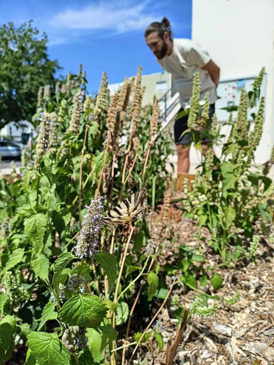 regiediagonales's tweet photo. C'était le 9 août, nous y étions en compagnie de Louis Deroche dans le cadre d'initier le protocole de Suivi Photographique des Insectes Pollinisateurs (#SPIPOLL) pour le projet Dunes Fertiles ! 🦋🐝🐞 https://t.co/28lCgJaAfI