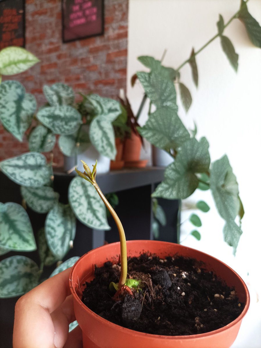 how does the little tree respond to mansplaining?

Man, go!