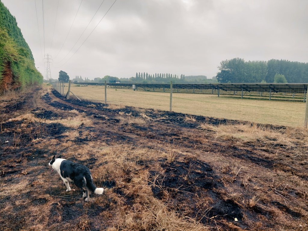 Tom Hall tweet media