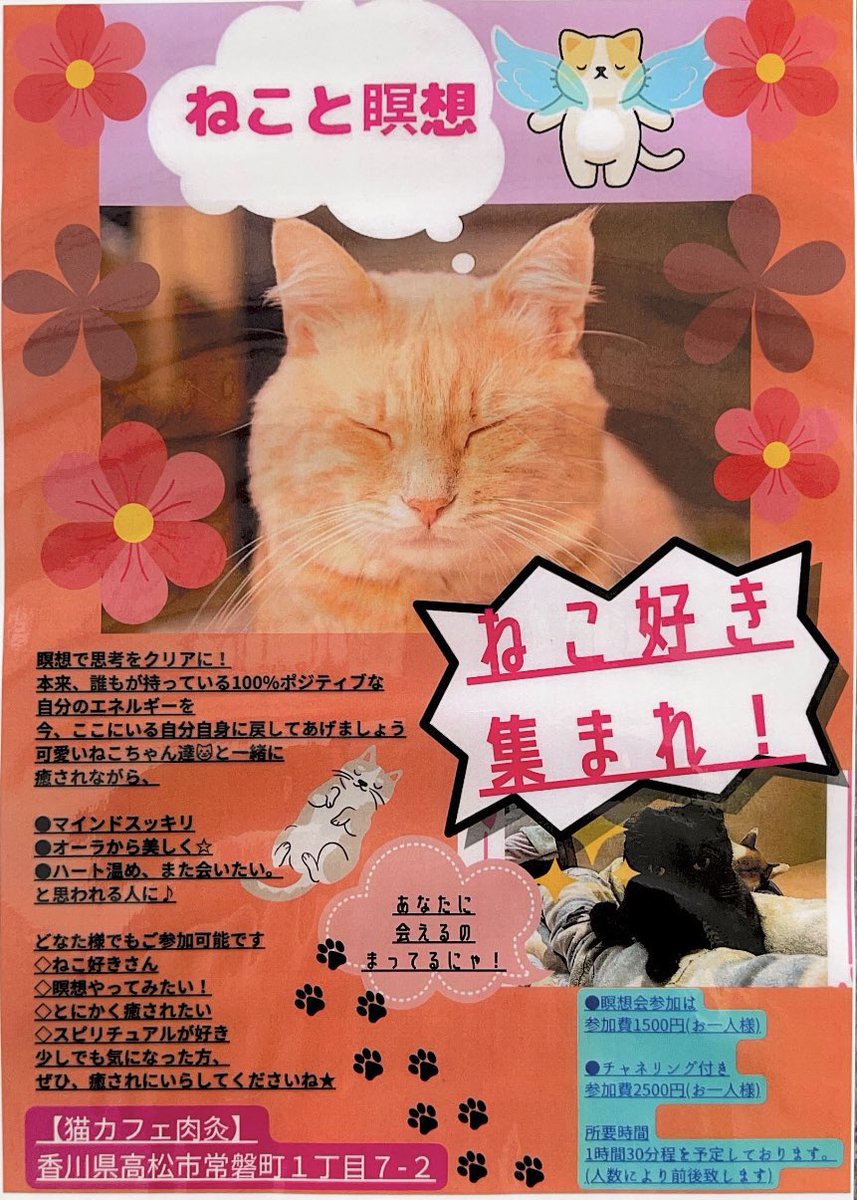 ねこカフェ肉灸 香川県 高松市 猫カフェ シェルター Nikukyu0703 Twitter