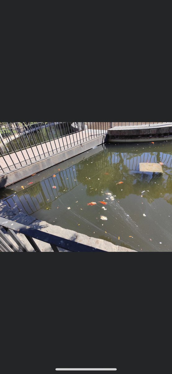 BarbyKeller's tweet photo. @alcalaenfurecid así está el estanque del parque O’Donnell. Gracias por cuidar y tener limpia Alcalá al @AytoAlcalaH y al alcalde @javiRpalacios Pd: creo que faltan más rotondas 🤔 https://t.co/6aiSwXRZzf