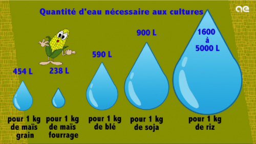 PHautefeuille's tweet photo. #Maïs et #eau mise au point: pour produire 1kg de maïs il faut 454 L d’eau et 238 L pour du maïs fourrage. Ce qui fait du maïs l’une des plantes les plus économes en eau. A comparer avec les 590 L d’eau indispensables pour le blé, les 900L pour le soja!

https://t.co/dtOpUMP1RA https://t.co/6m4SxvOKrR