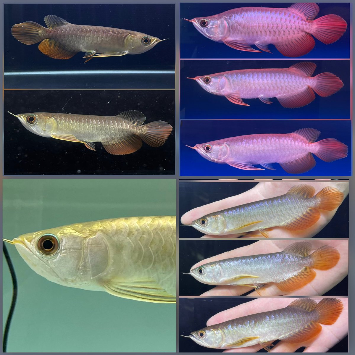 アロワナ Posts Matches Places Events And More Enjoy Edayfm