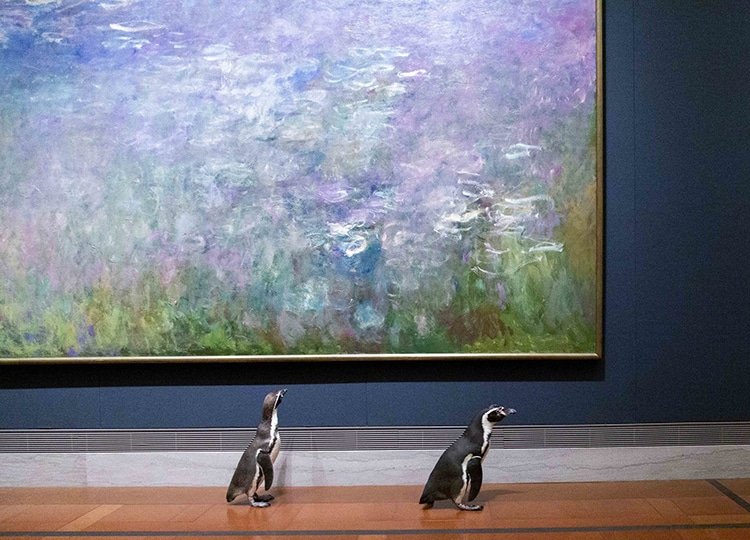 liddsg's tweet photo. Hoy os vengo a contar la historia de esta foto.

Pingüinos de museo 🐧🏛️ https://t.co/2GkbZqLgV0