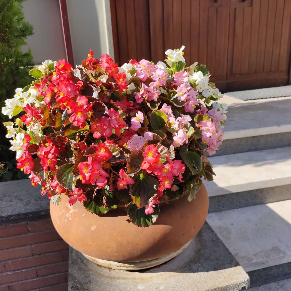 Vuelvo a casa después de vacaciones y la puerta me recibe  florecida...¡Gracias!