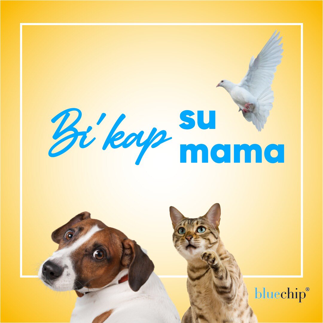 🐱💧🐶 Bu sıcak günlerde evlerimizin ve iş yerlerimizin önüne #birkapsubirkapmama koyarak can dostlarımızı unutmayalım.

#hayvandostlarımız #bluechipevent