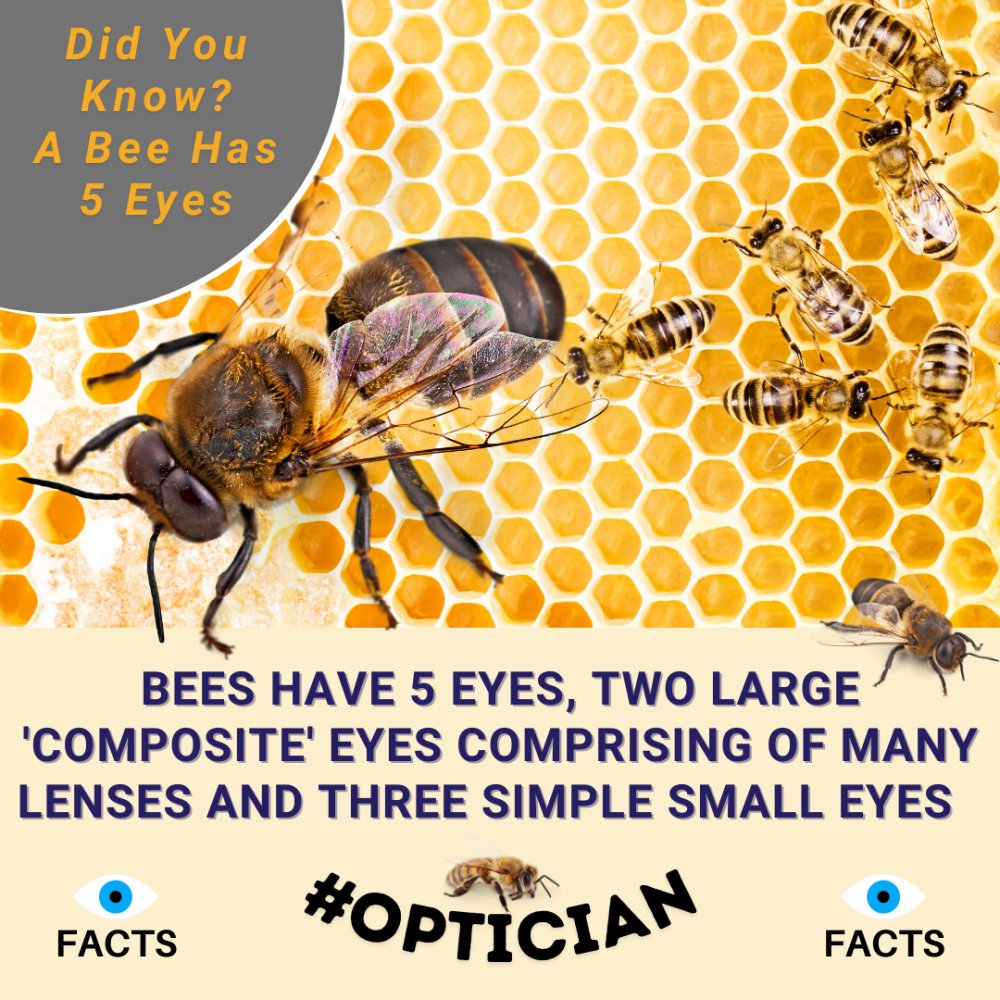 Monday #EyeFact #Bees need eyes to pick up colours and UV markings in flowers, as well as shapes &amp; also to navigate so have two sets of eyes which are adapted to perform different tasks simultaneously. 2 large eyes at the side of the head with 3 small eyes on the top of the head