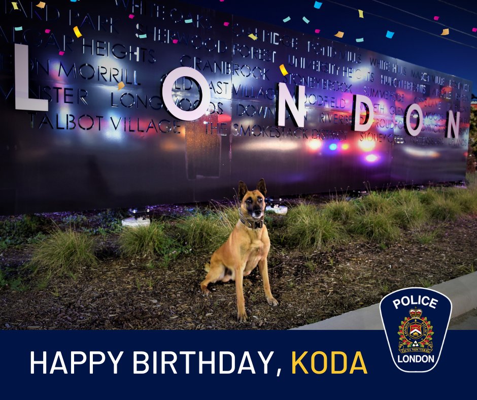 lpsmediaoffice's tweet photo. Happy Birthday PSD Koda! 🎉 🎈 Trained as a General Purpose K9 for the LPS, he's certified in the tracking of human scent, open and building search, agility, evidence recovery, obedience, criminal apprehension, and explosives detection. We hope you have a great day!🐾 #LdnOnt https://t.co/kidAnkI35u