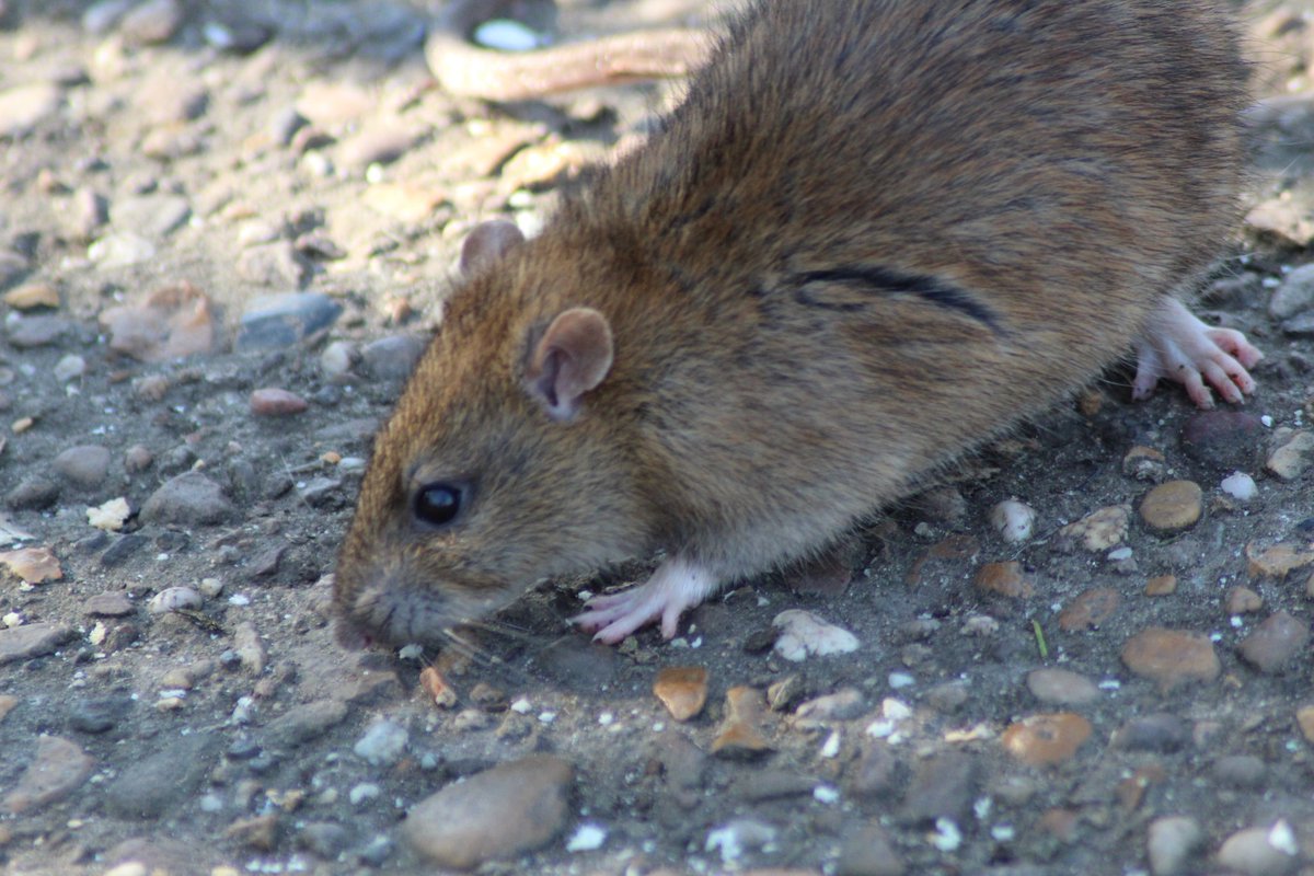 Aaron j hambridge tweet media