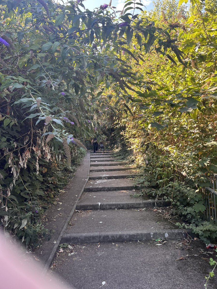 sroles81's tweet photo. @graveshambc Hi.  Was wondering if there were plans to trim up the foliage overgrowing on the steps from Asda to London Road and from London Road to Covesfield.  Regards https://t.co/GmS1PC1mct