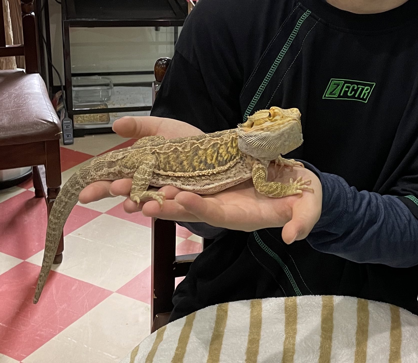 ともや 今日は三ノ宮に爬虫類カフェあったから行ってきた フトアゴヒゲトカゲは何とも言えん表情がいいし トゲがかっこいい ヘビめちゃくちゃ筋肉質でずっしり レオパはすごい活発で動き回ってくれた ニシアフはおとなしくて愛らしい 爬虫類カフェ