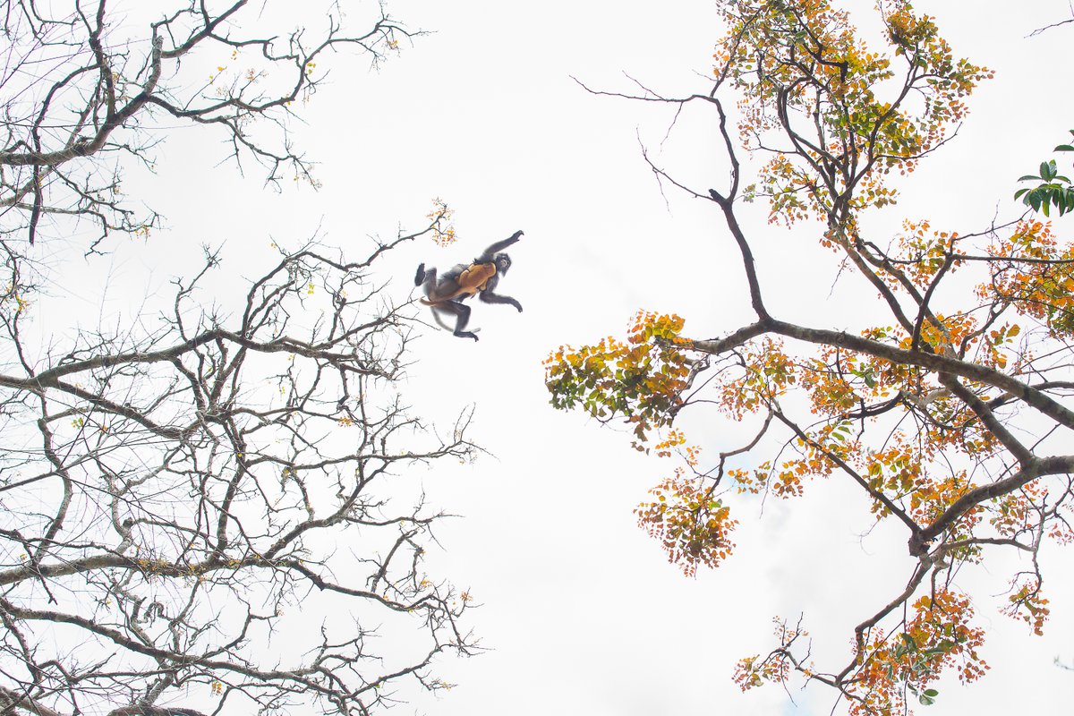 Amazing evening of photography last night as we announced the winners of SPACE. Here's our Gold Award winning image by Andorn Meesreedee from Thailand - here what he and our other winners have to say by watching the video youtu.be/Ma0F5sjnJbs @SwarovskiOptik @OMSYSTEMcameras