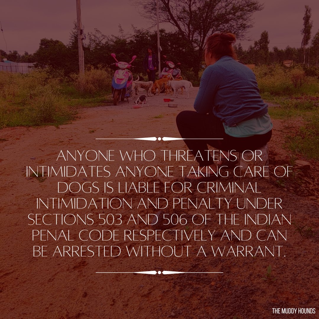 muddyhounds_'s tweet photo. Anyone who threatens or intimidates anyone taking care of dogs is liable for criminal intimidation and penalty under sections 503 and 506 of the Indian penal code respectively and can be arrested without a warrant.
#streetdogs #animalrights #animalcruelty #animalrightsmatter https://t.co/mUutp7orRh