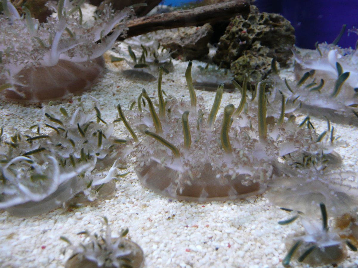 AnimalFactHub's tweet photo. There are 8 species in the genus Cassiopea and are nicknamed upside-down jellyfish
They also form a symbiotic relationship with photosynthetic dinoflagellates meaning yes, they do get the majority of their energy the same way plants do
#animals #factts https://t.co/dzG1PPxmxq